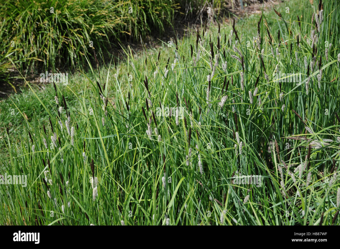 Carex riparia, Greater pond sedge Stock Photo