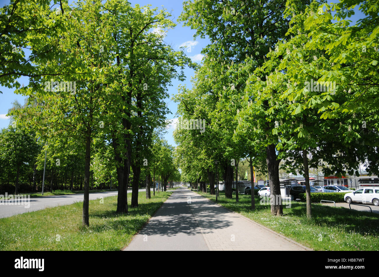 Aesculus hippocastanum, Horse chestnut, avenue Stock Photo