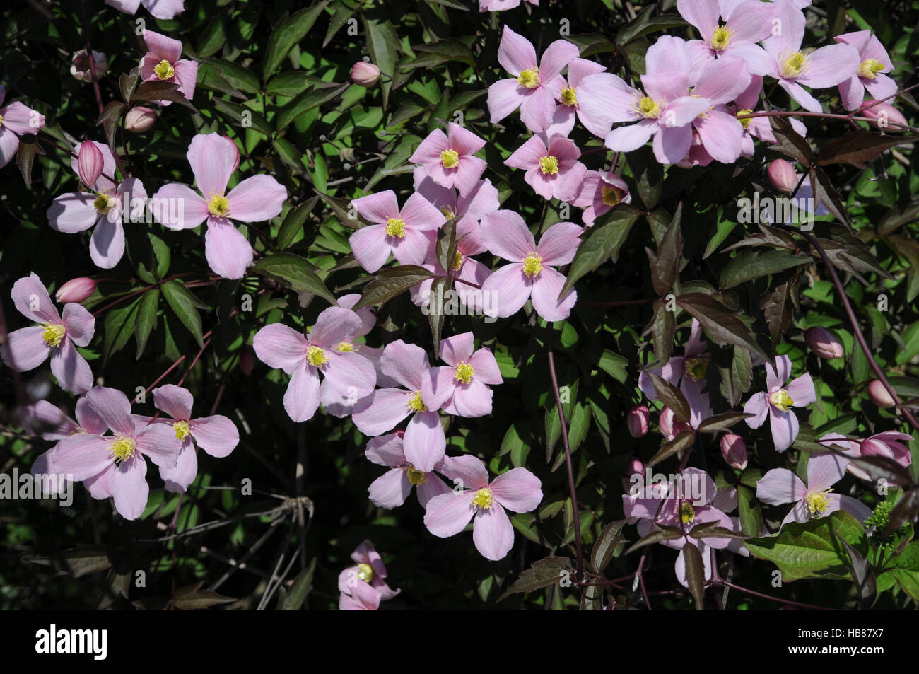 Clematis montana Rubens, Anemone clematis Stock Photo