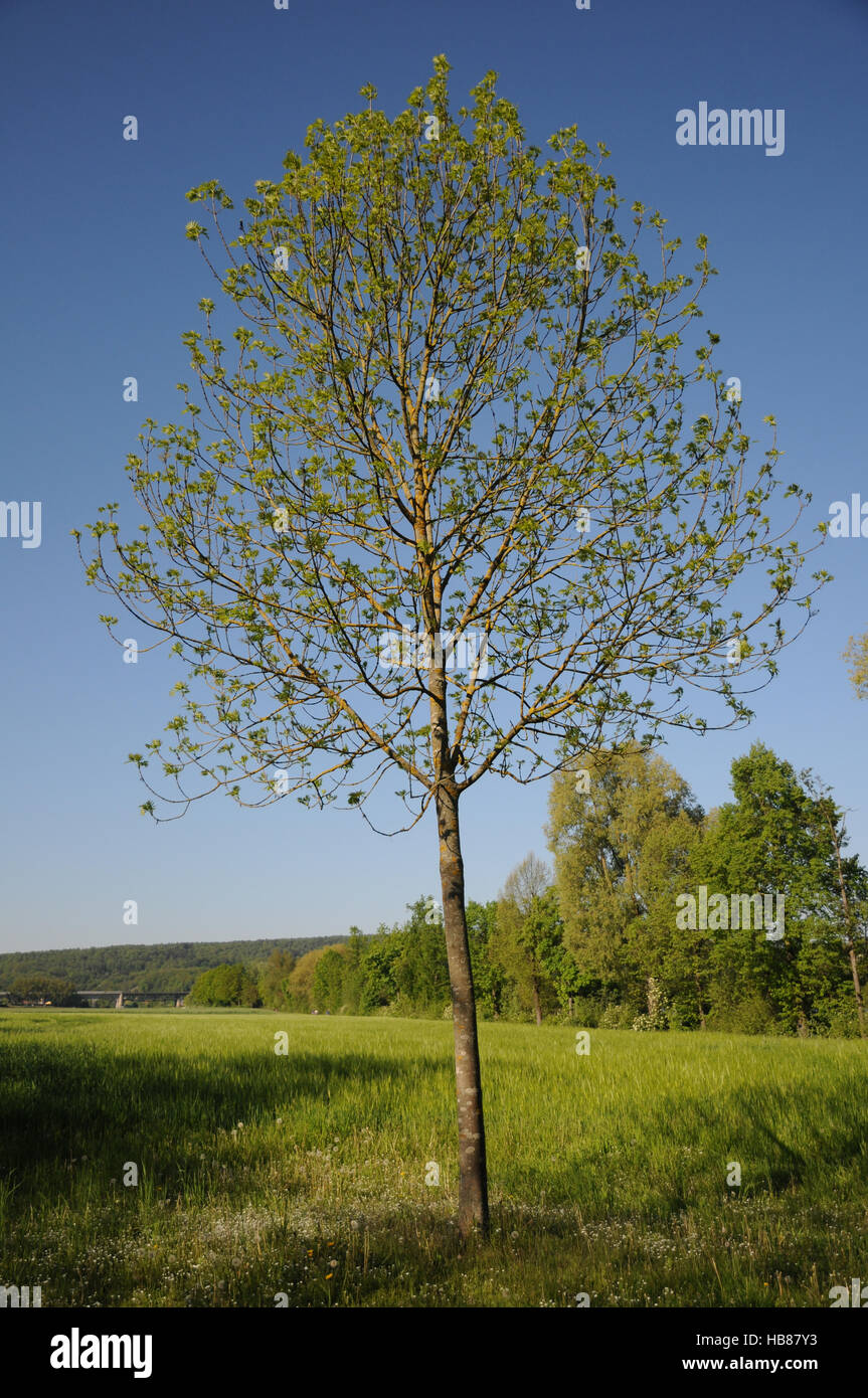 Fraxinus excelsior, Ash Stock Photo