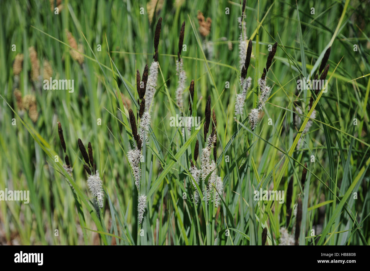 Carex riparia, Greater pond sedge Stock Photo