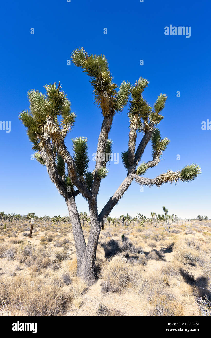 A Joshua Tree in the Mojave Desert, California Stock Photo