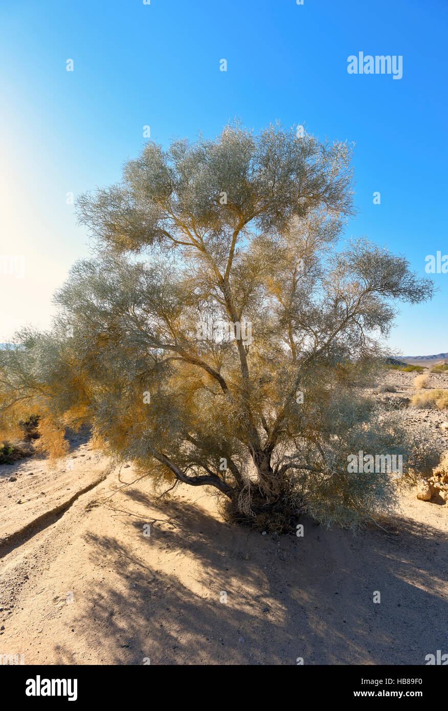 Southeastern California, Mojave Desert landscape near Kelso, California Stock Photo