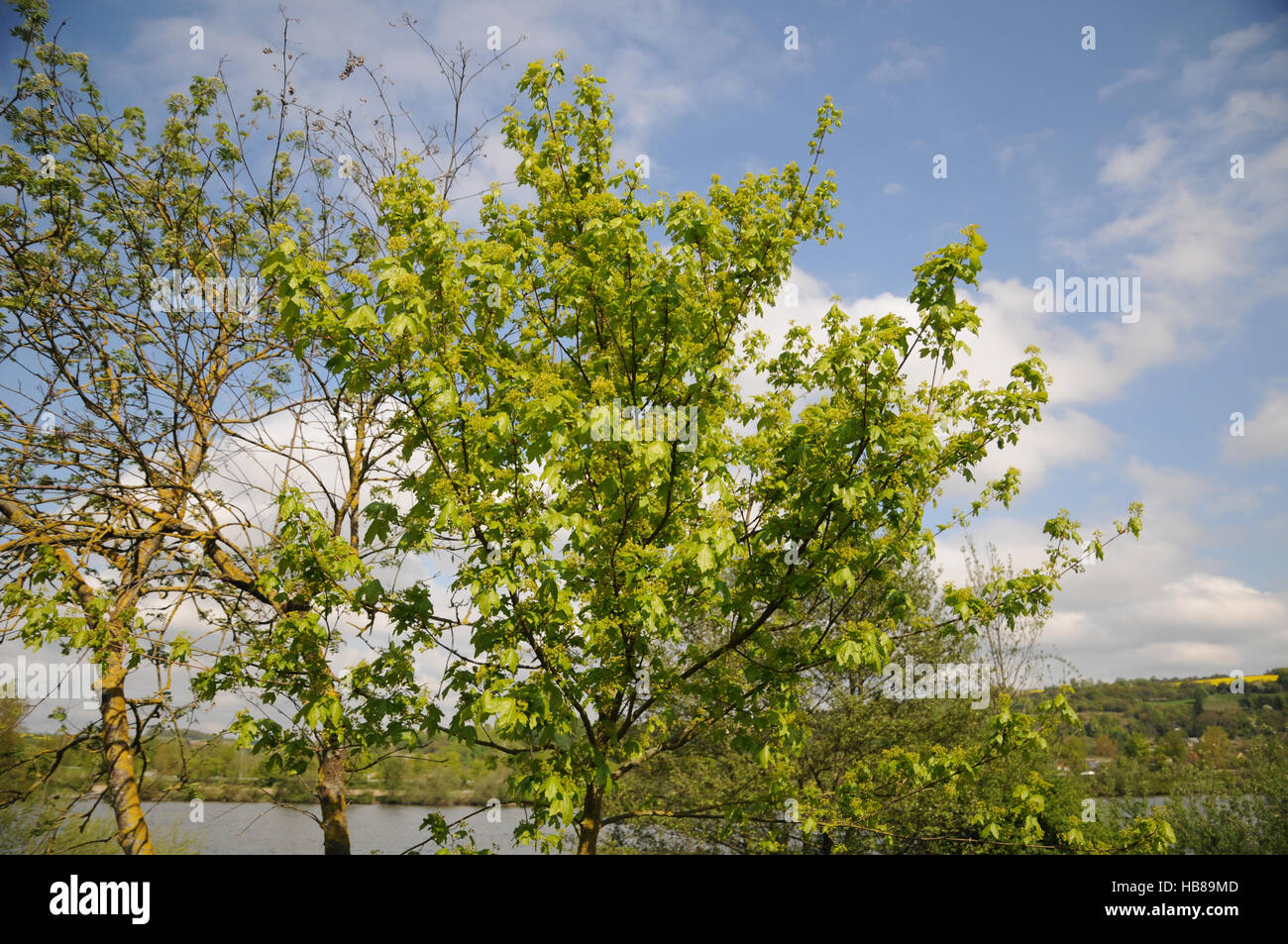 Acer campestre, Field maple Stock Photo - Alamy