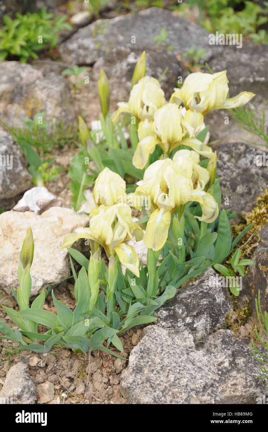 Iris chamaeiris, Dwarf iris Stock Photo
