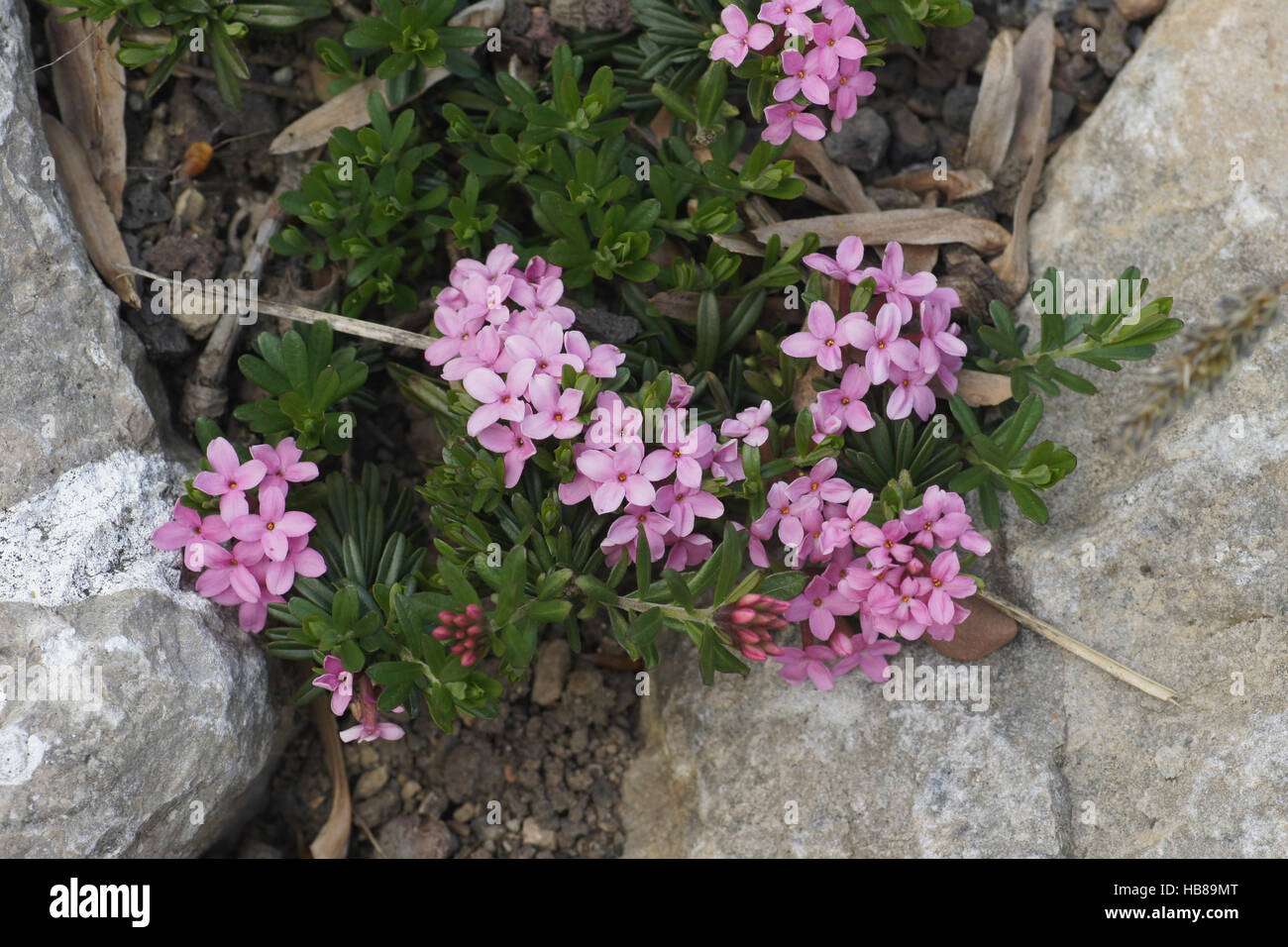 Daphne cneorum, Rose daphne Stock Photo