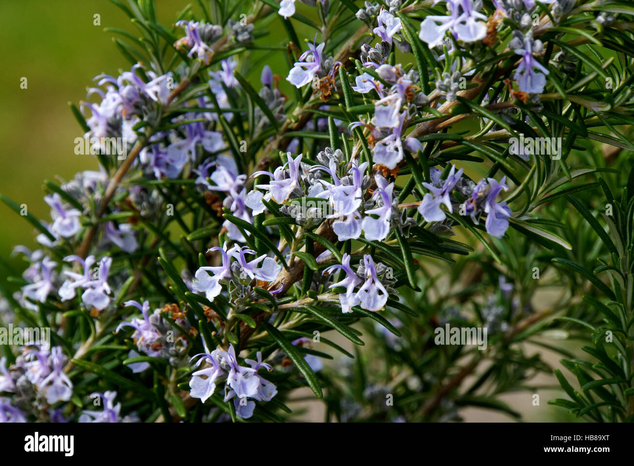 common thyme Stock Photo Alamy