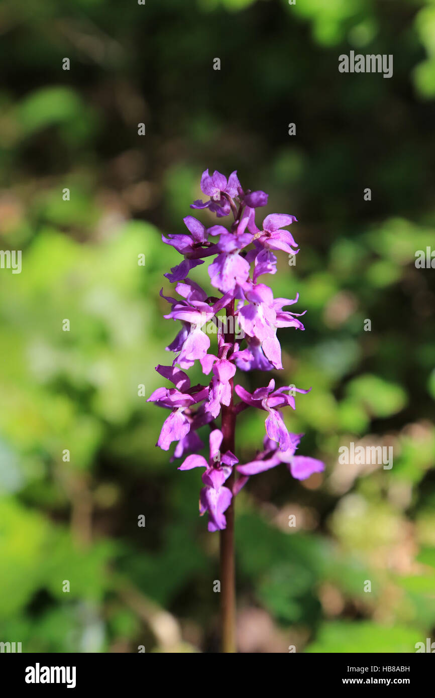 Early Purple Orchid, Orchis mascula Stock Photo