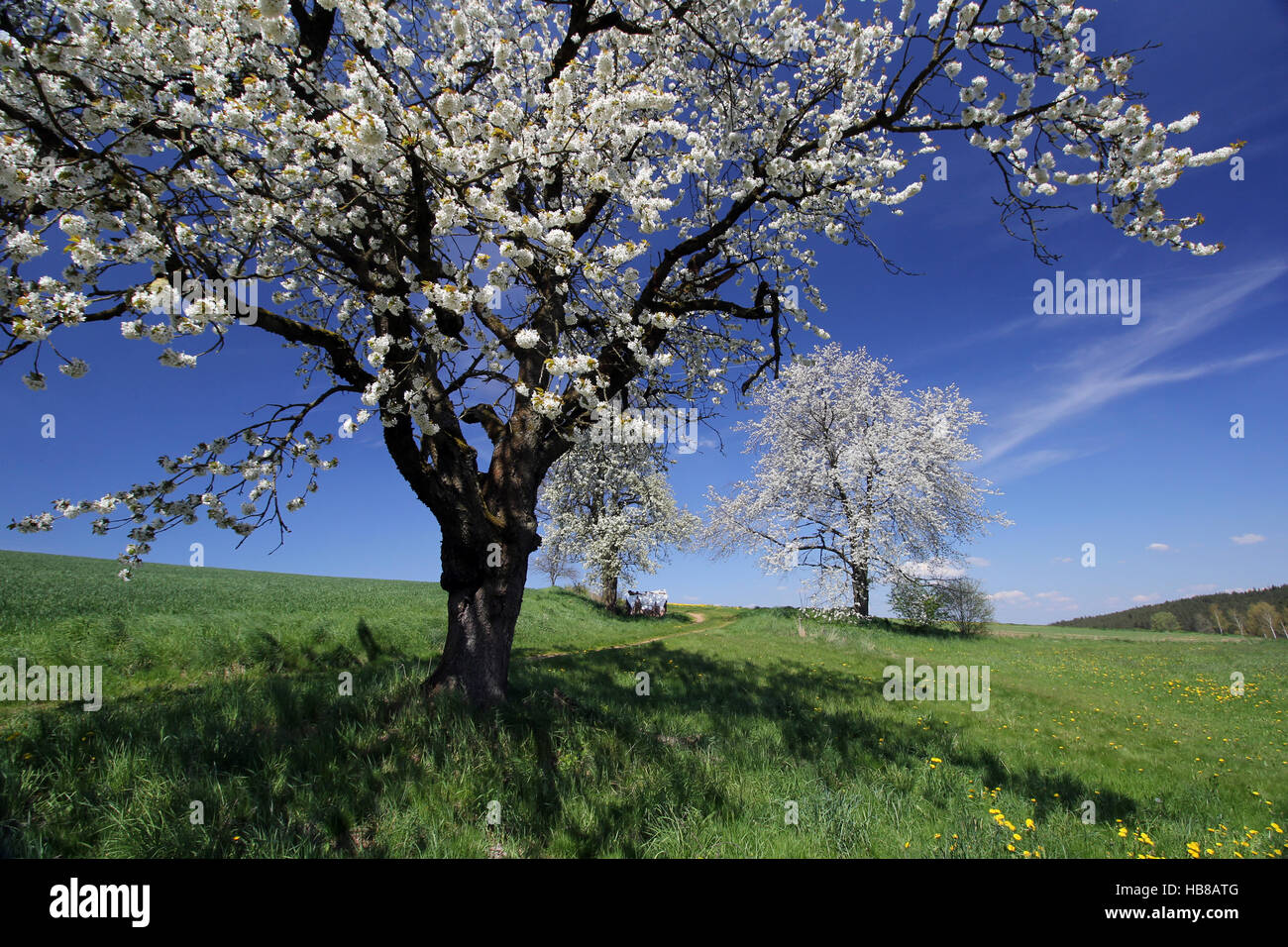 tree blossoms Stock Photo