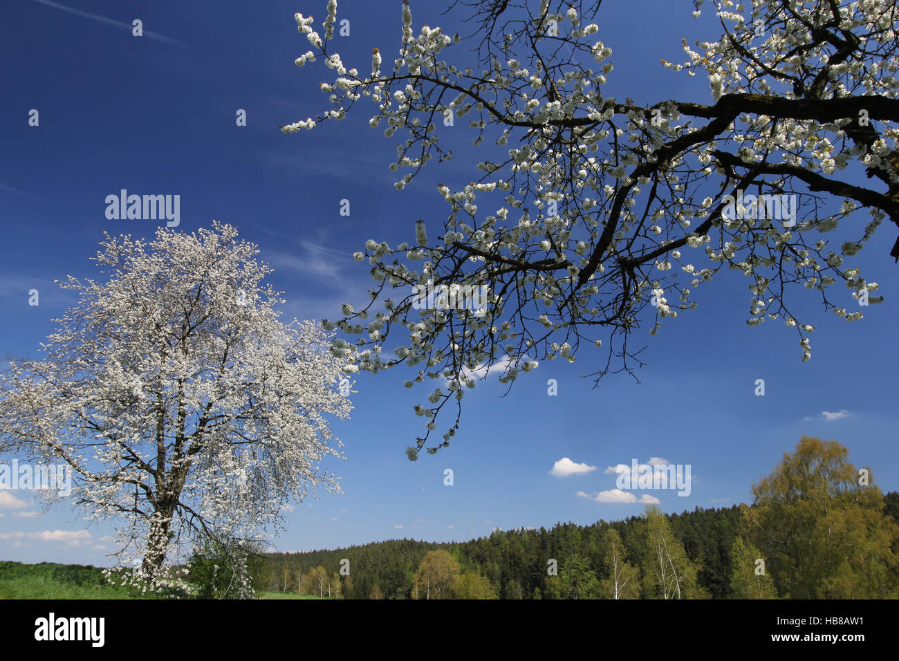 tree blossoms Stock Photo