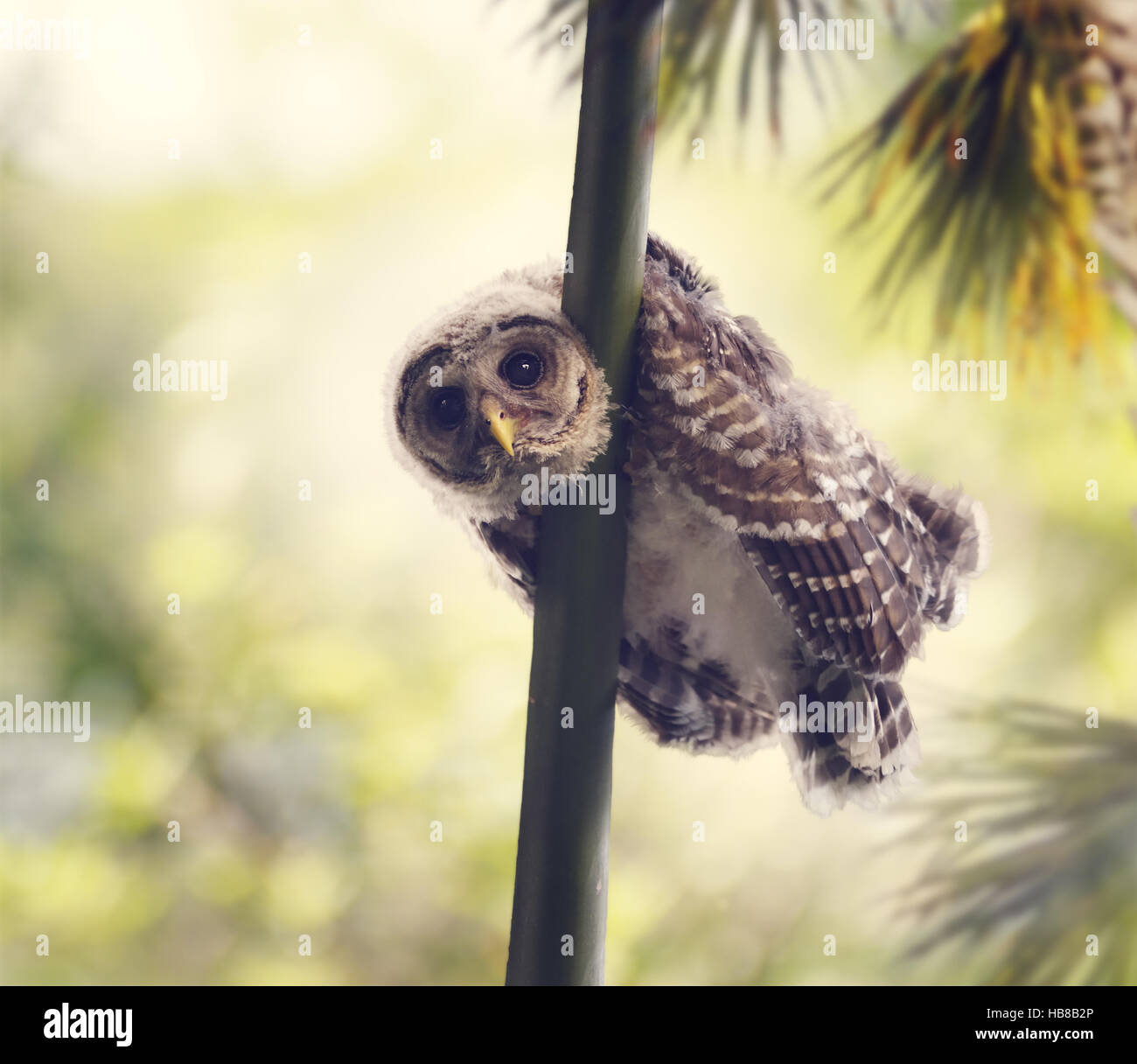 Barred Owlet Perches Stock Photo