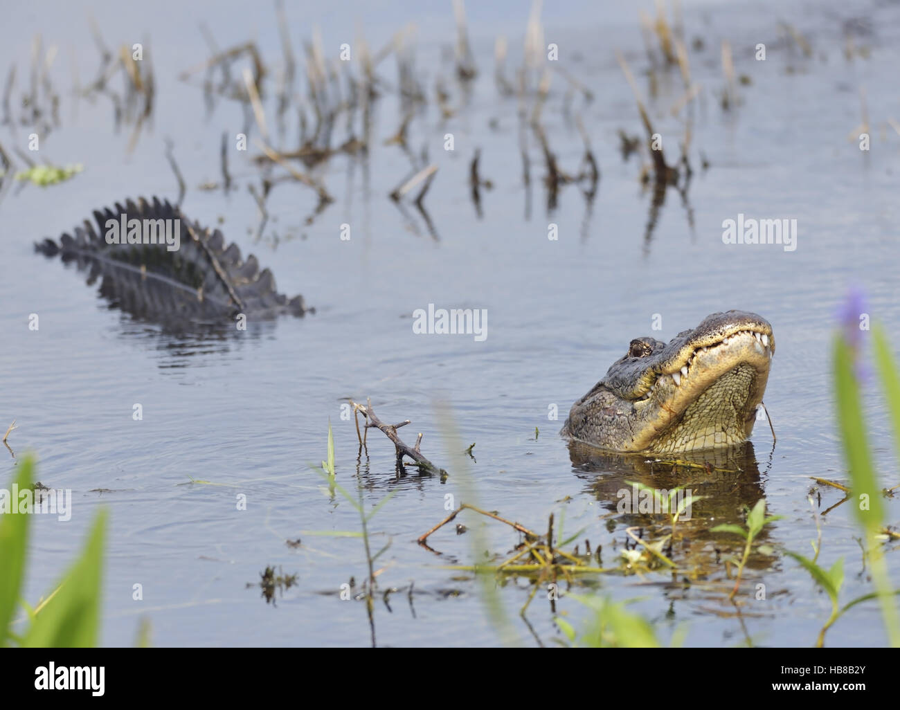 Alligator Growling for a Mate Stock Photo