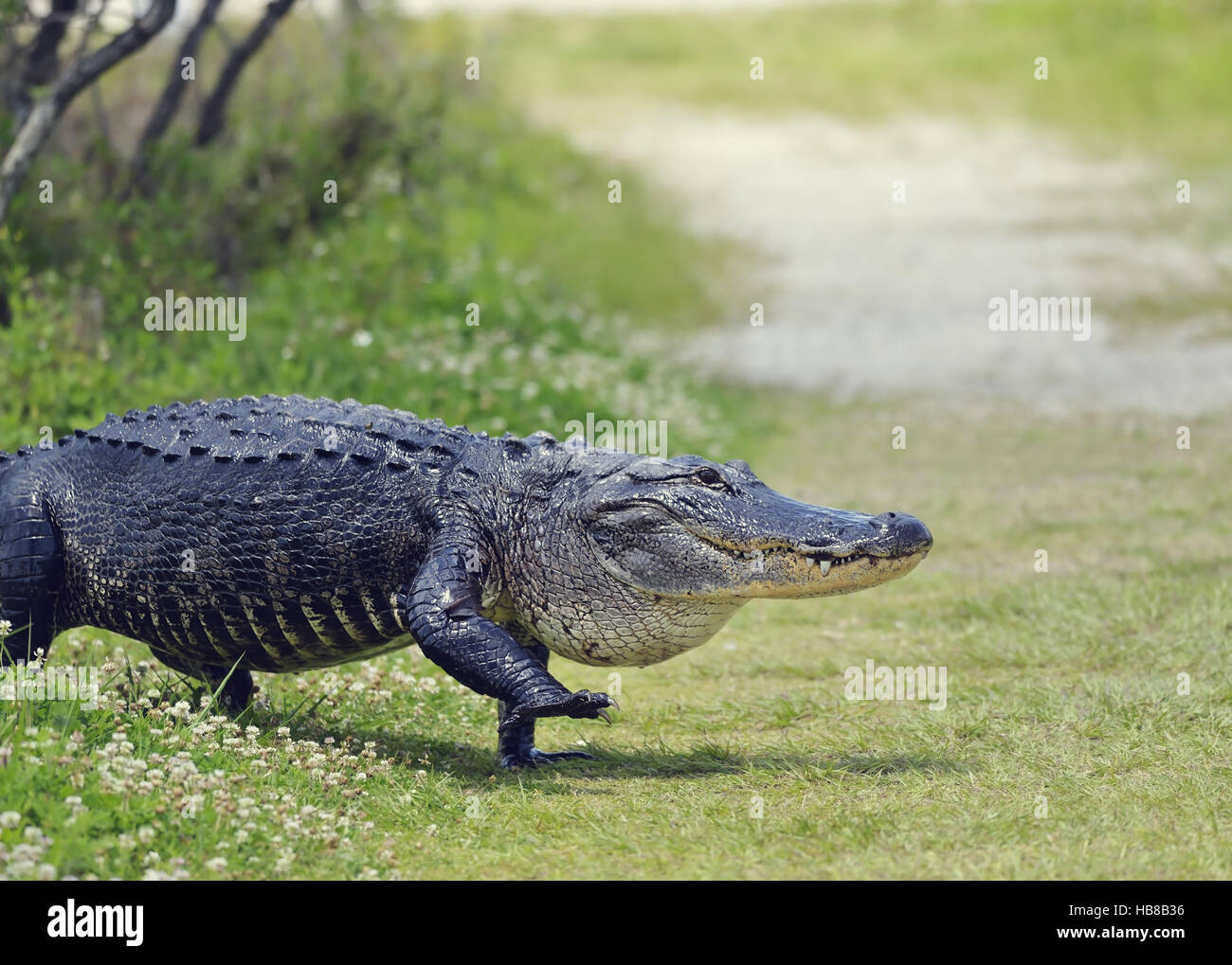 Alligator Crossing a Trail Stock Photo