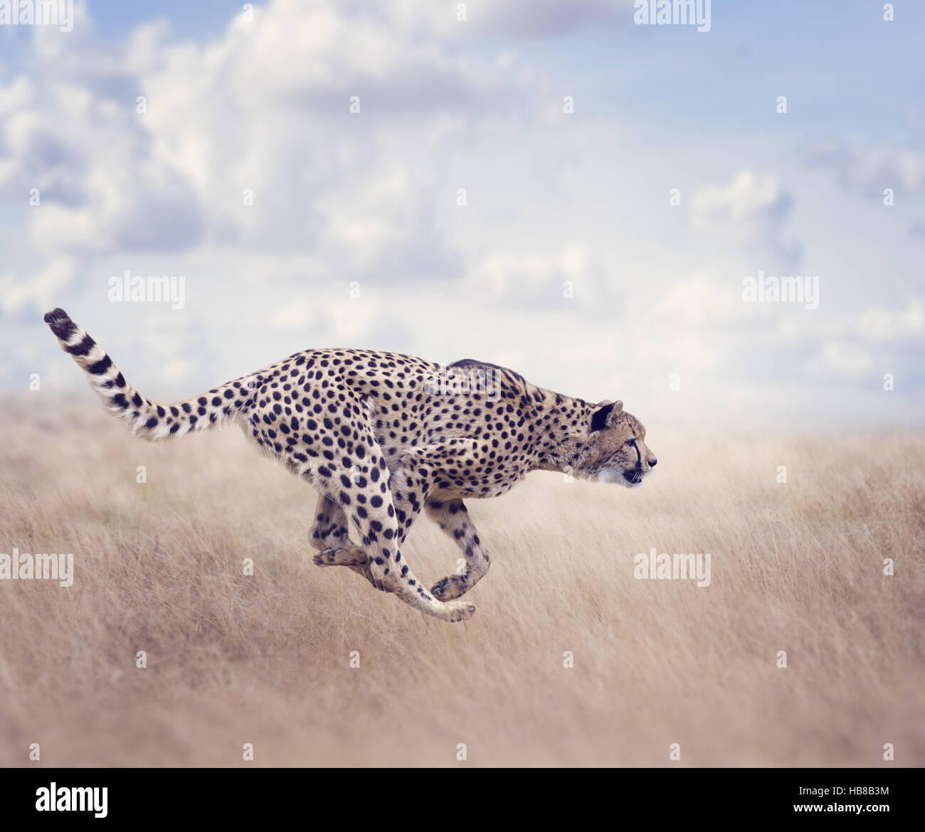 Cheetah (Acinonyx jubatus) Running Stock Photo