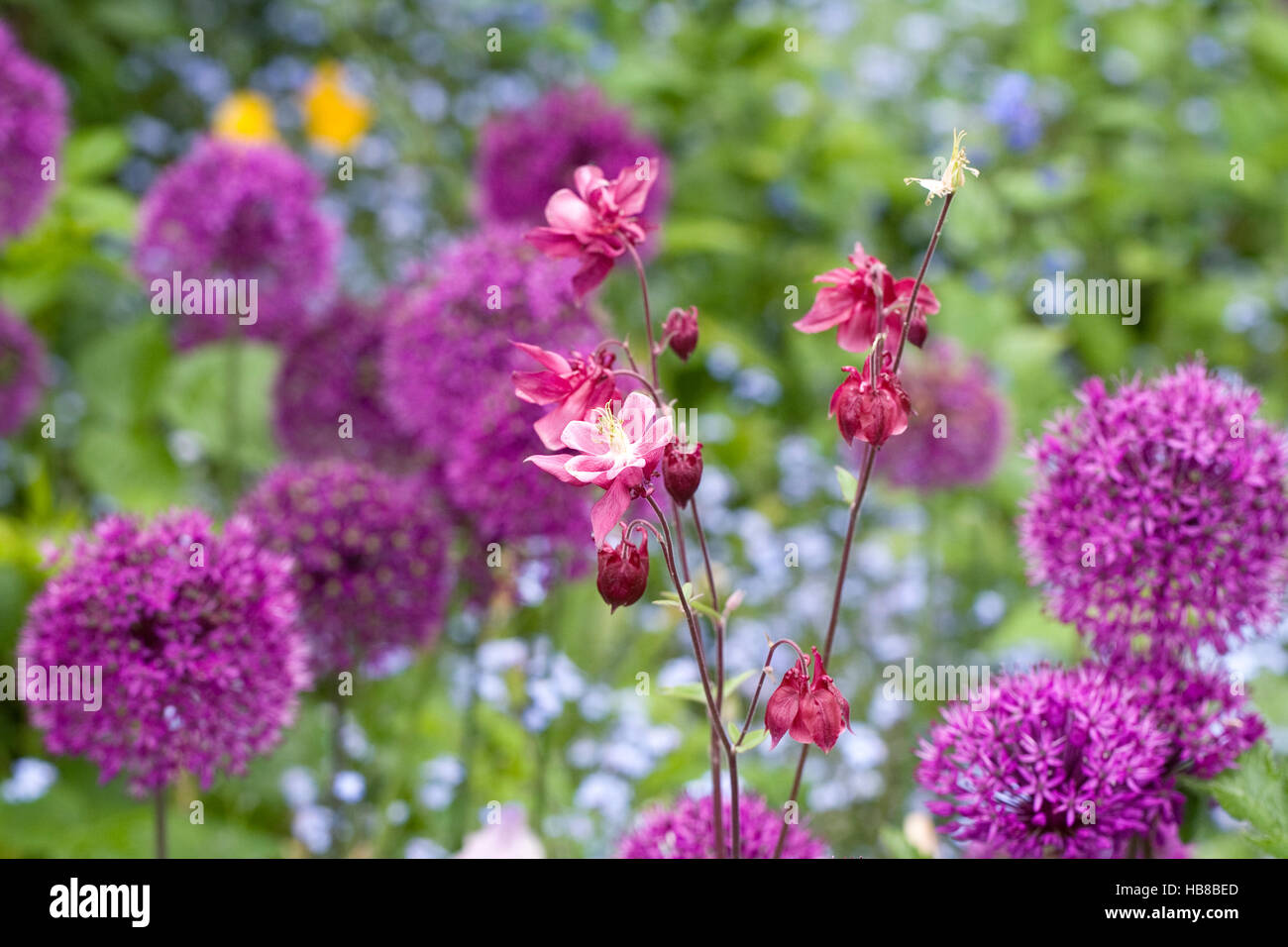 Pink Aquilegia amongst allium flowers in a cottage garden. Stock Photo