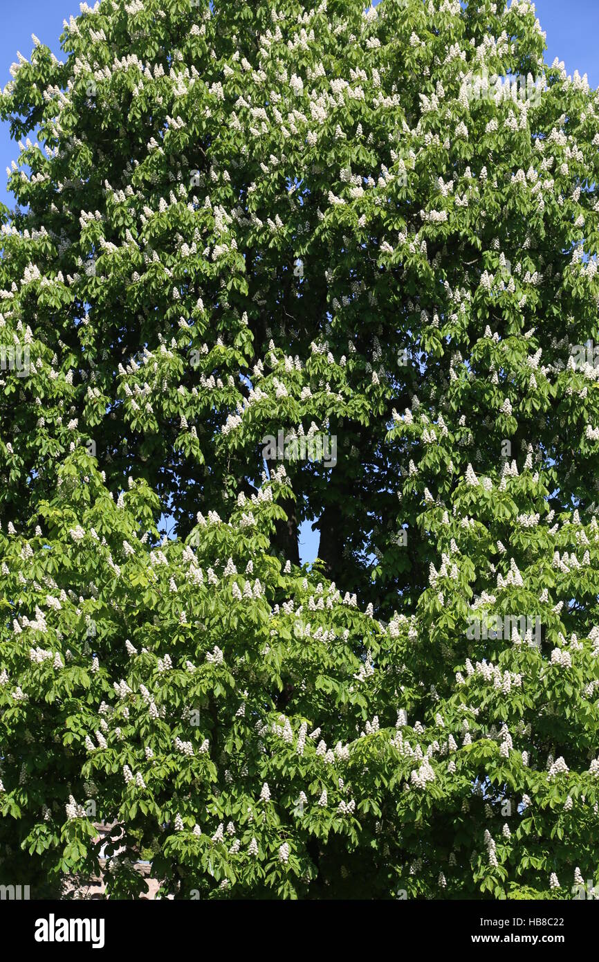 chestnut tree Stock Photo
