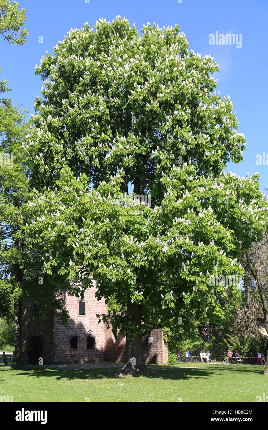 chestnut tree Stock Photo