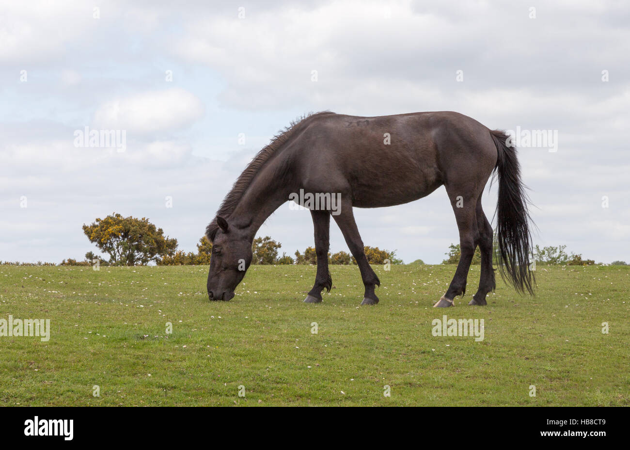 Close up to a New Forest Wild Pony grazing on heathland Stock Photo