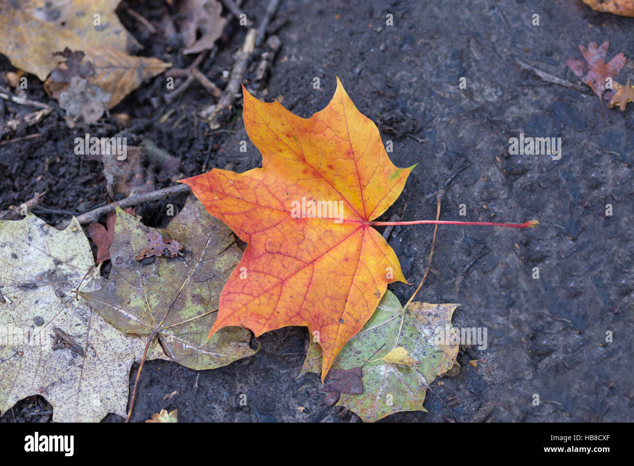 Autumn leaves lying on the ground Stock Photo - Alamy