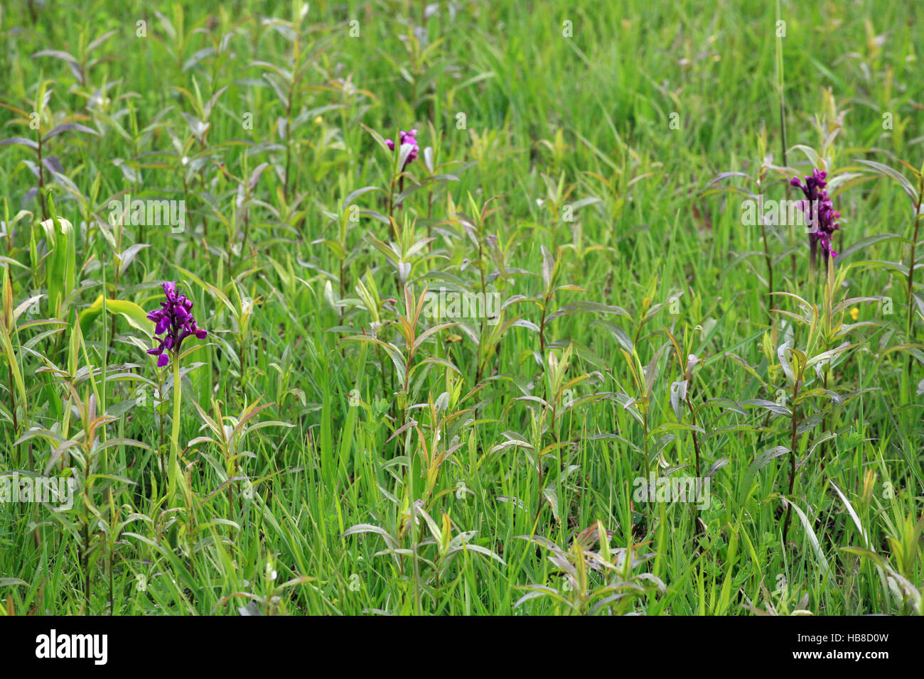 Marsh orchid, Orchis palustris Stock Photo