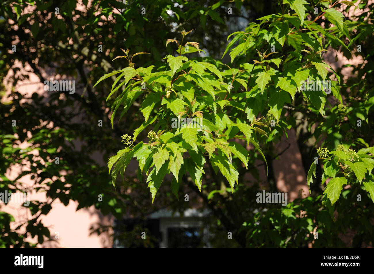 Acer ginnala, Amur maple Stock Photo