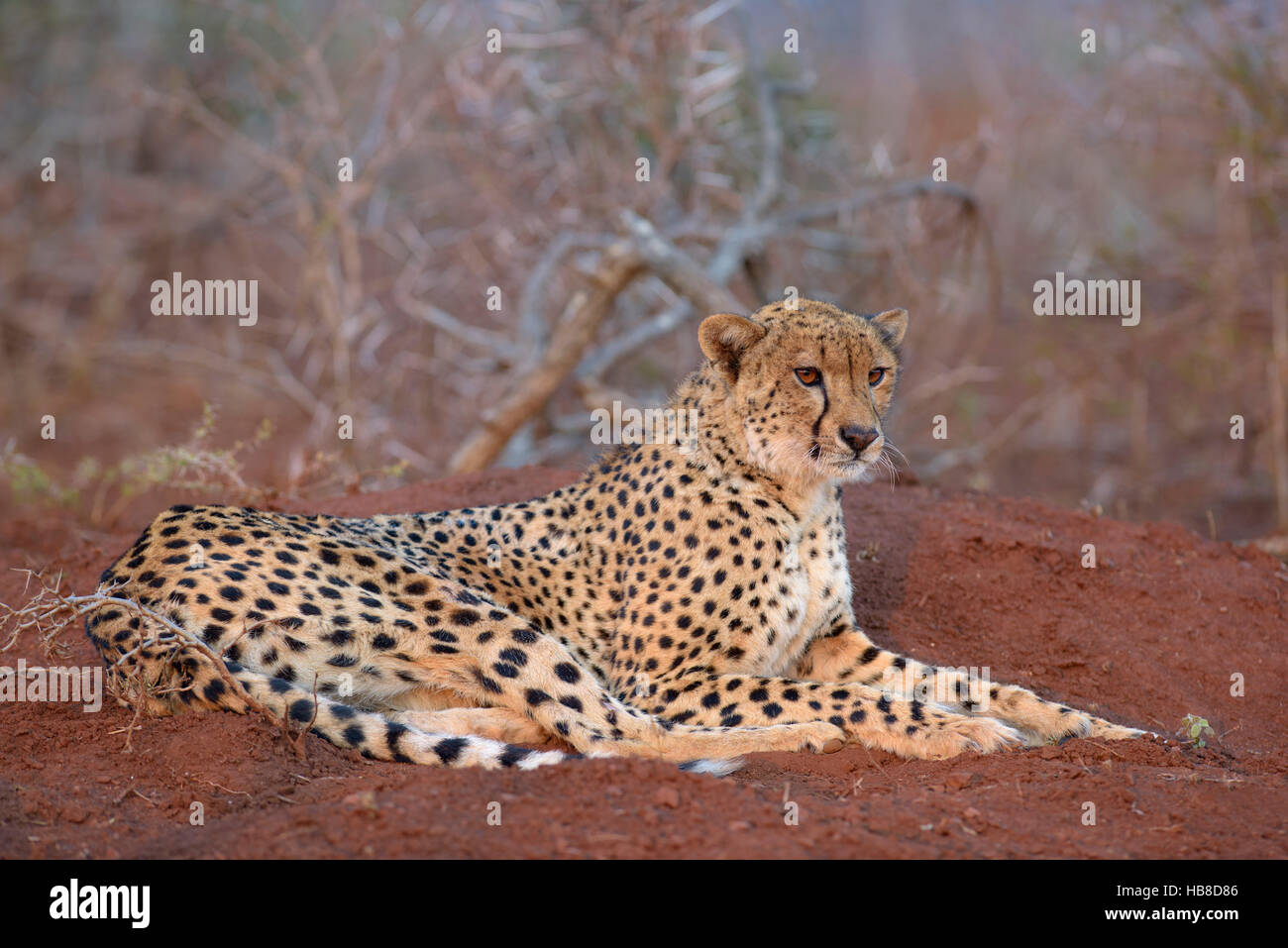 Resting adult female cheetah (Acinonyx jubatus), Zimanga Private Game Reserve, KwaZulu-Natal, South Africa Stock Photo