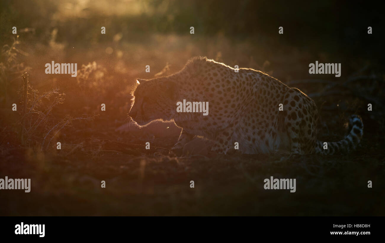Cheetah (Acinonyx jubatus), attentive adult female, evening light, Zimanga Private Game Reserve, KwaZulu-Natal, South Africa Stock Photo