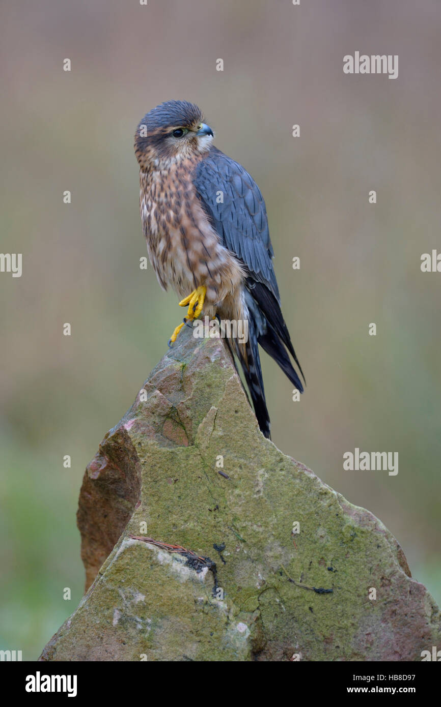 Merlin (Falco columbarius), male resting on rock, Frankfurt Rhine-Main, Baden-Württemberg, Germany Stock Photo