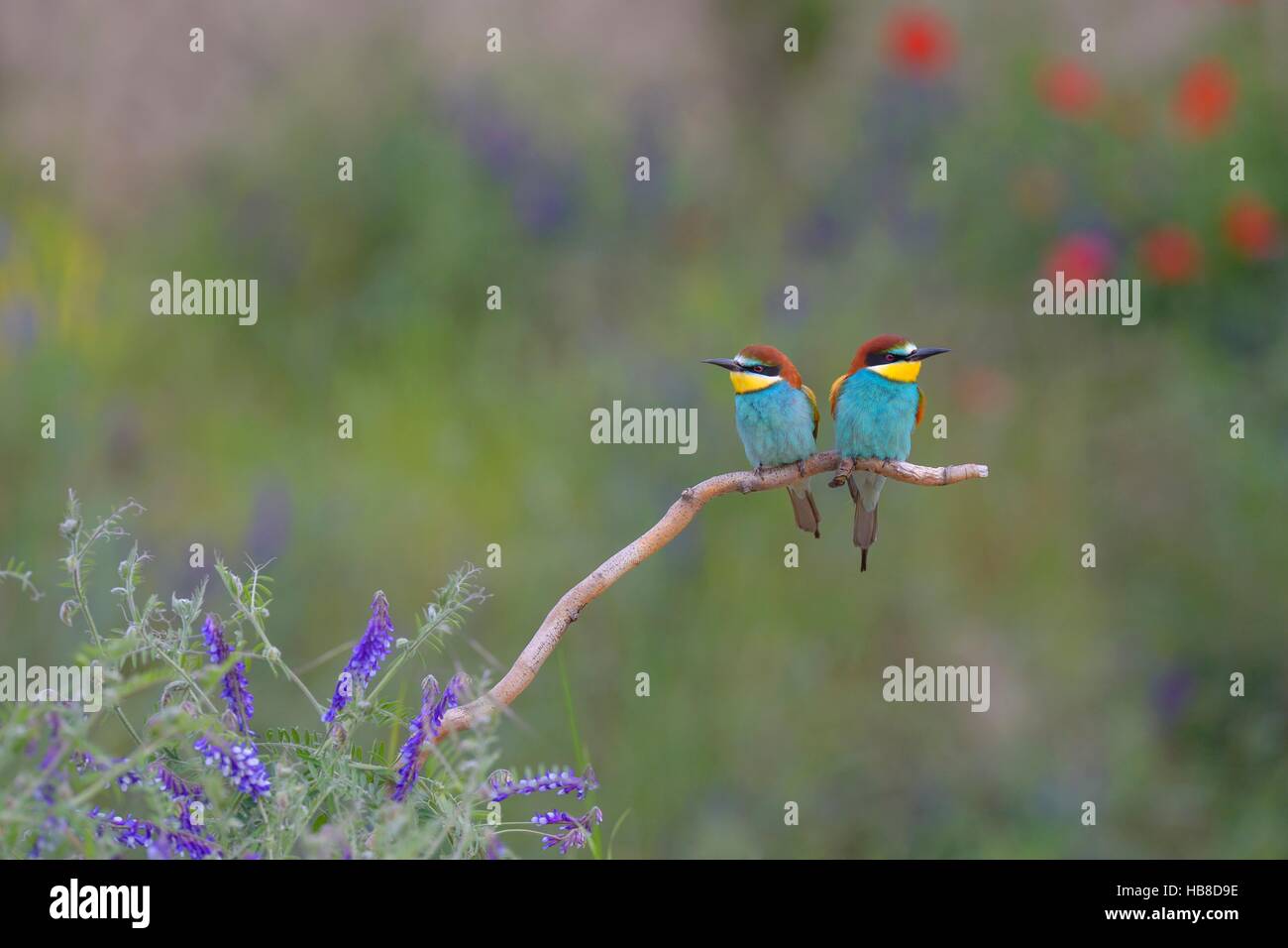 European bee-eaters (Merops apiaster), breeding pair perched on branch in flower meadow, Kiskunság National Park, Hungary Stock Photo