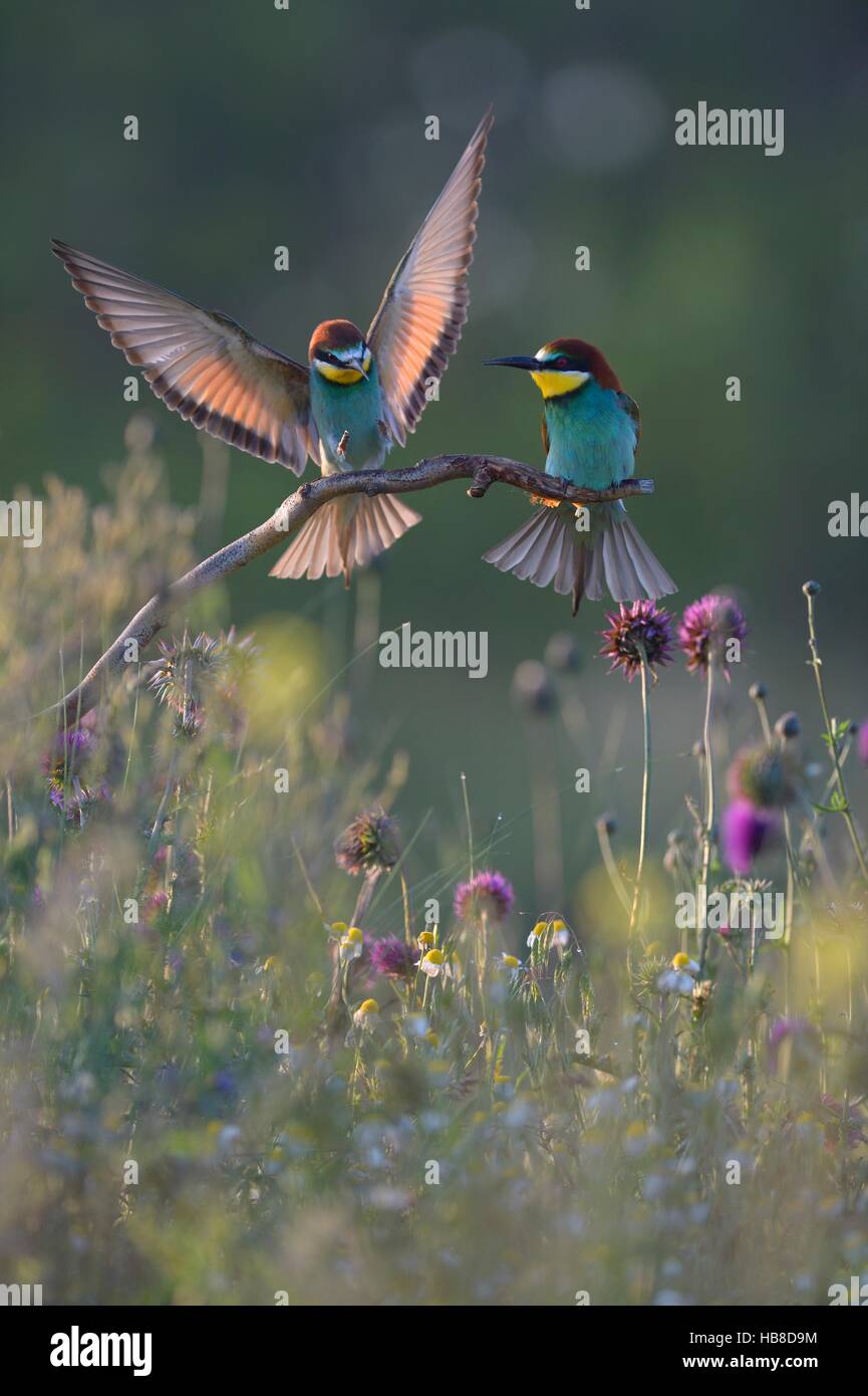 European bee-eaters (Merops apiaster), breeding pair, male approaching perch in flower meadow, Kiskunság National Park, Hungary Stock Photo