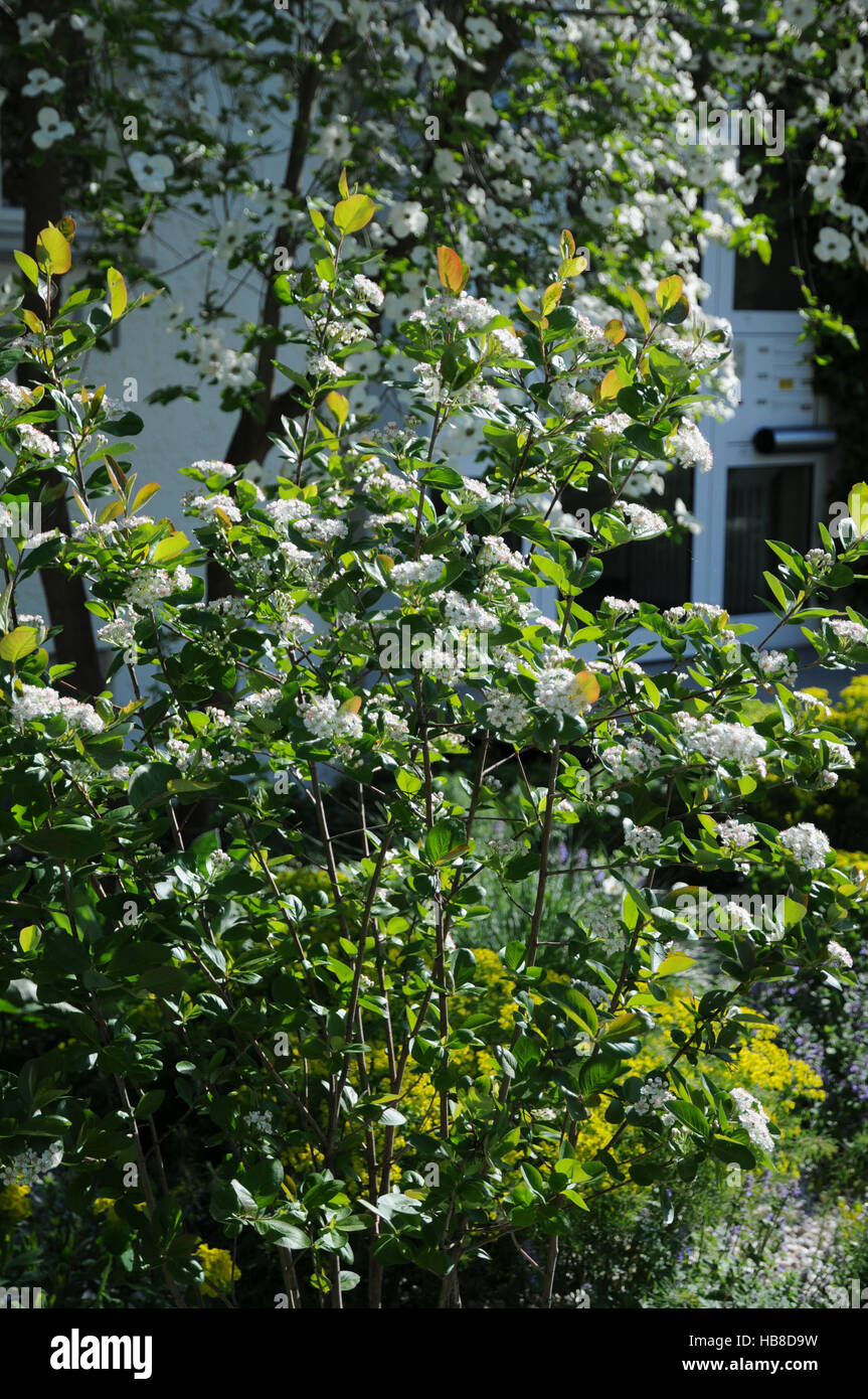 Aronia melanocarpa, Aronie Stock Photo