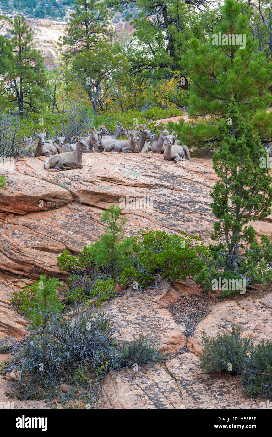 Herd of bighorn sheep (Ovis canadensis) on rocks, Zion National Park, Utah, USA Stock Photo