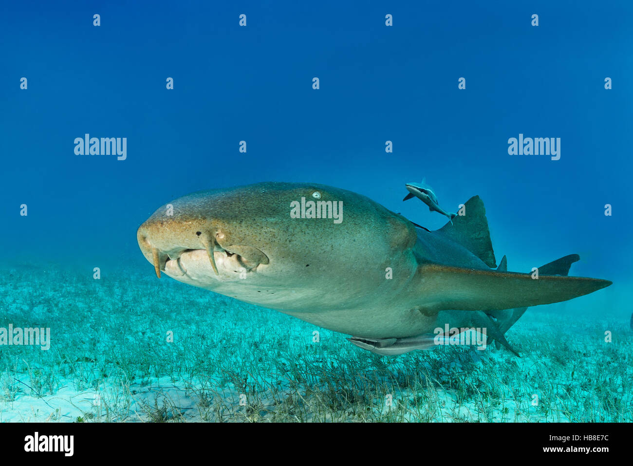 Nurse shark (Ginglymostomatidae) with cleaner remora (Echeneidae), sandy ocean floor, Bahamas Stock Photo