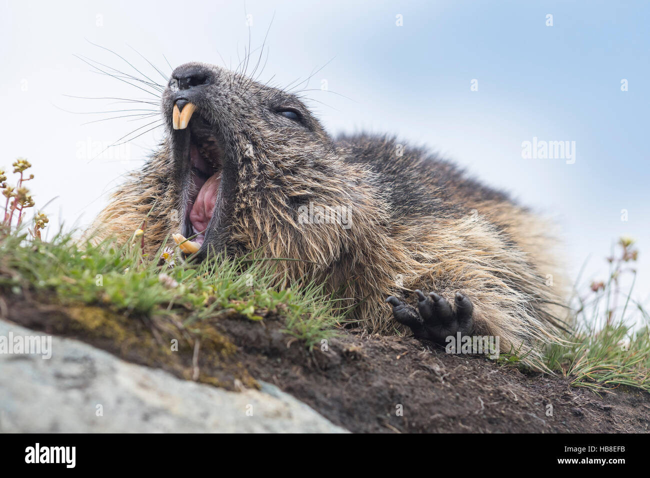 Squirrel yawning hires stock photography and images Alamy