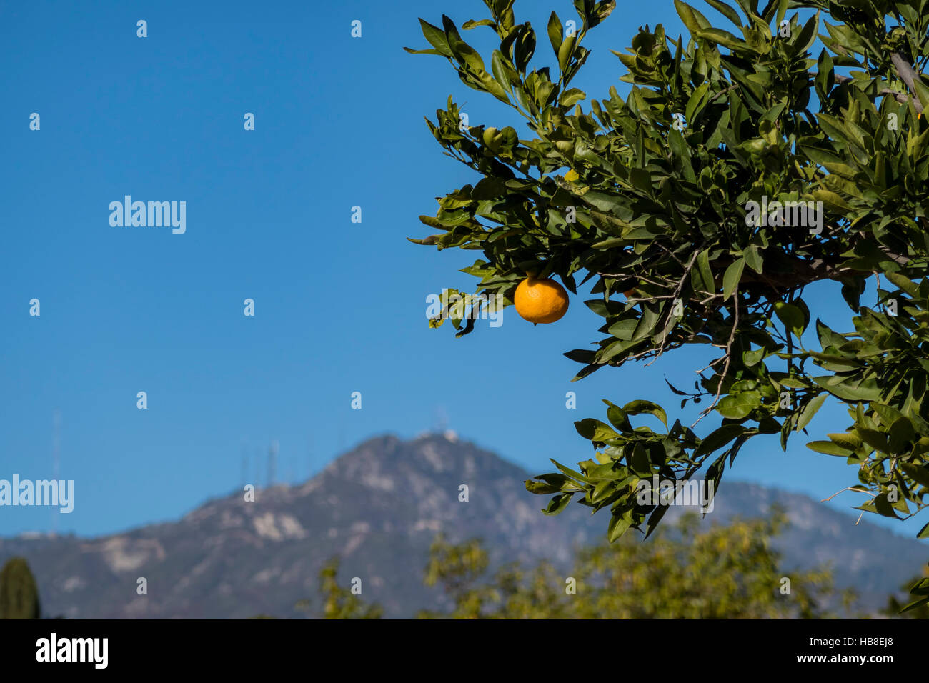 Mature, juice California orange growing on the tree with San Gabriel Mountains as background Stock Photo