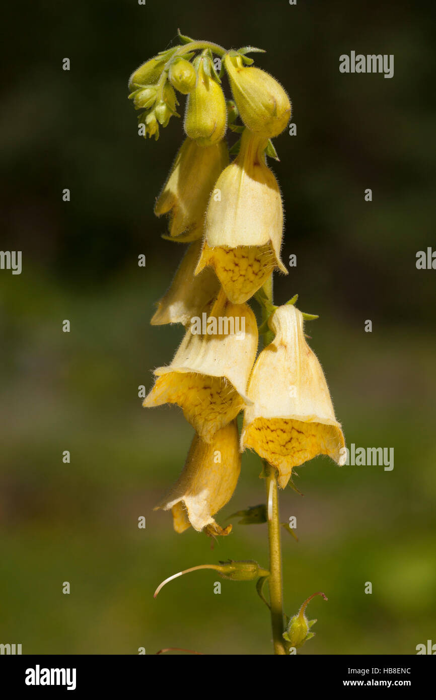 Yellow Foxglove (Digitalis grandiflora), Germany Stock Photo Alamy