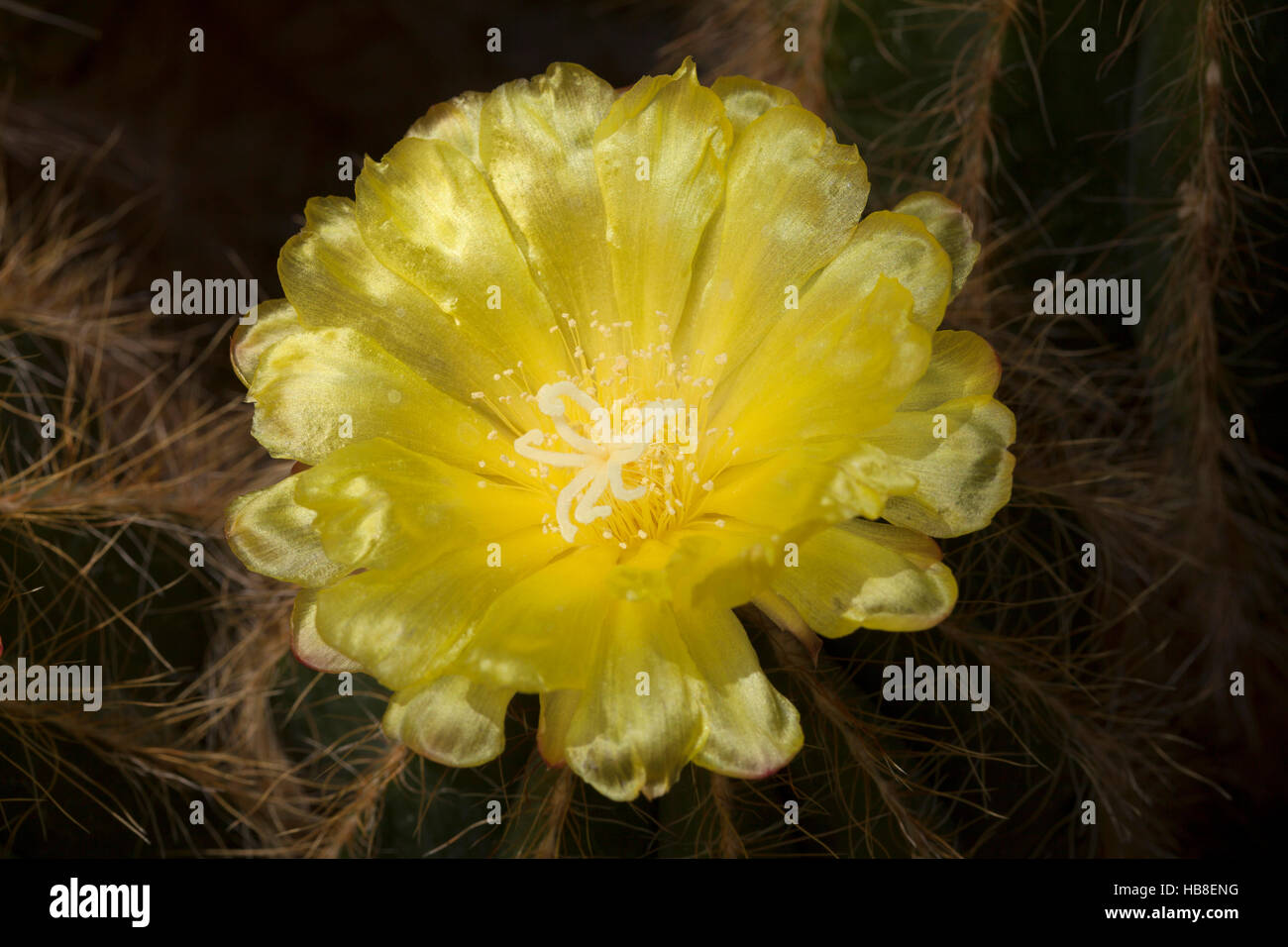 Yellow cactus flower, (Parodia magnifica) Stock Photo