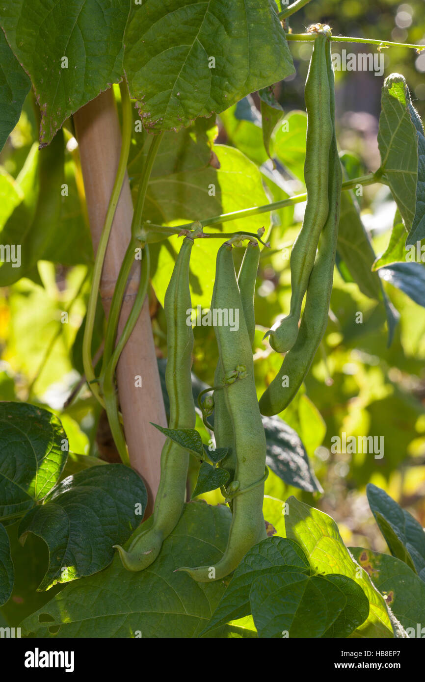 Kidney bean plant hires stock photography and images Alamy