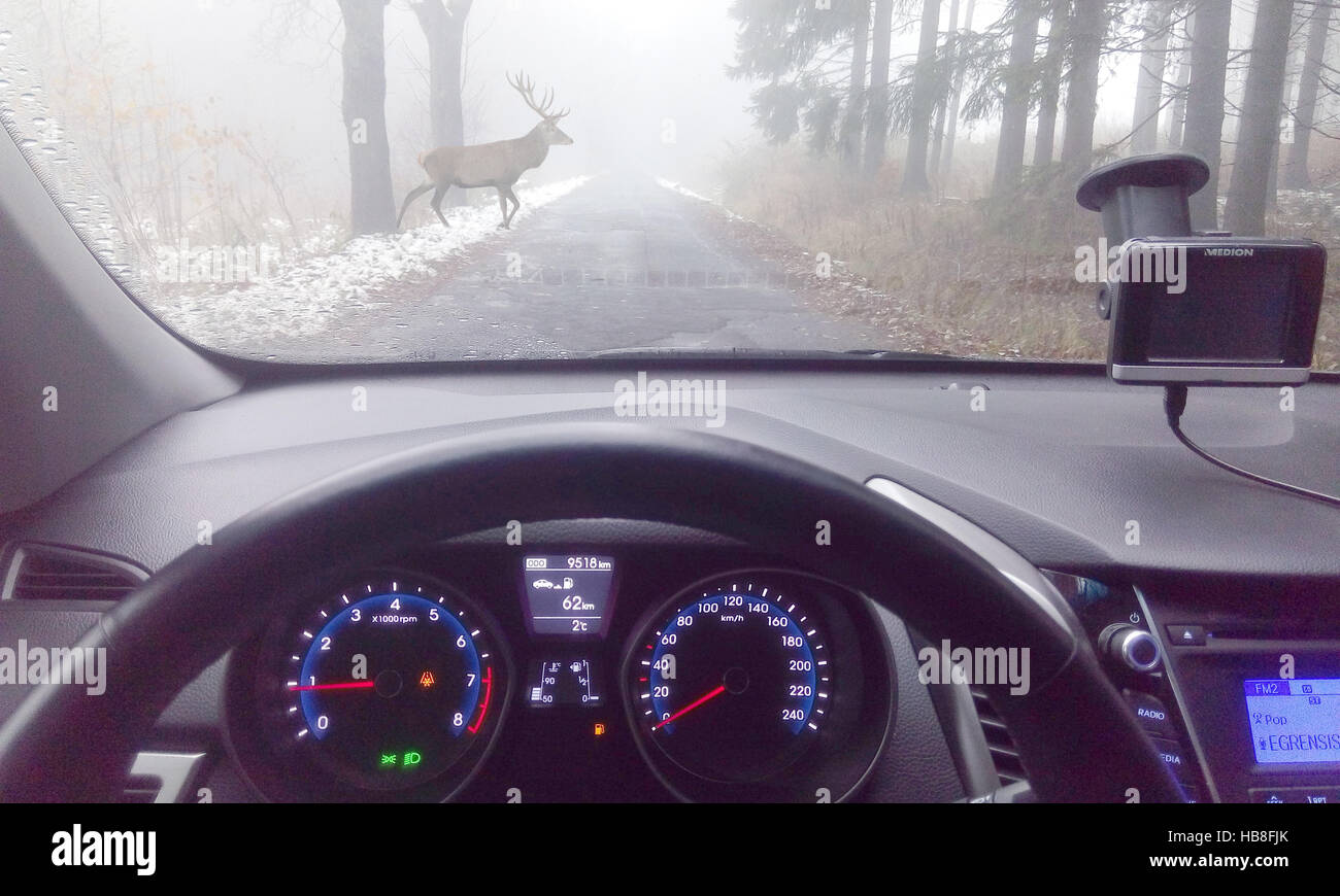 Deer crossing foggy road, view through car windshield, Germany Stock Photo