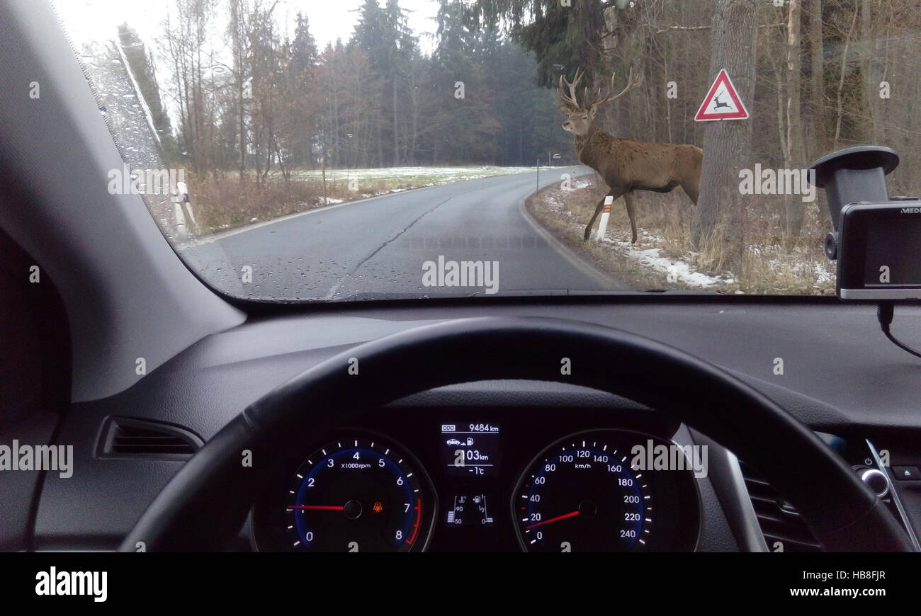 Deer crossing road, view through car windshield, Germany Stock Photo