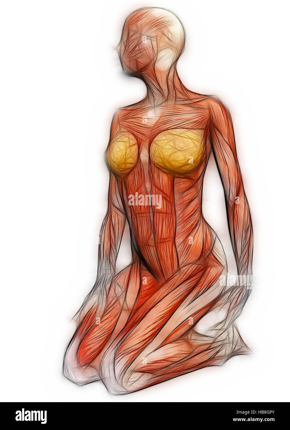 Human Anatomy - Female Muscles Stock Photo - Alamy