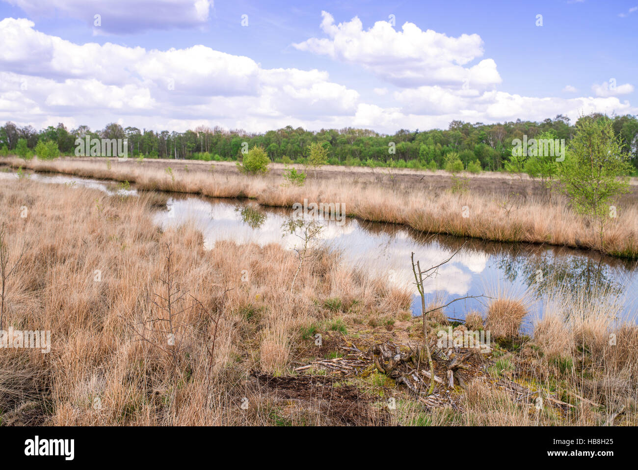 moor landscape Stock Photo