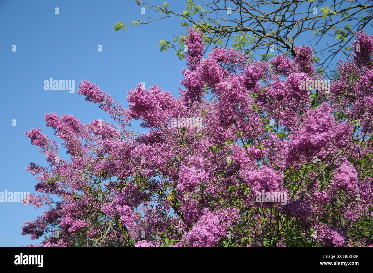 Syringa x chinensis, Chinese lilac Stock Photo