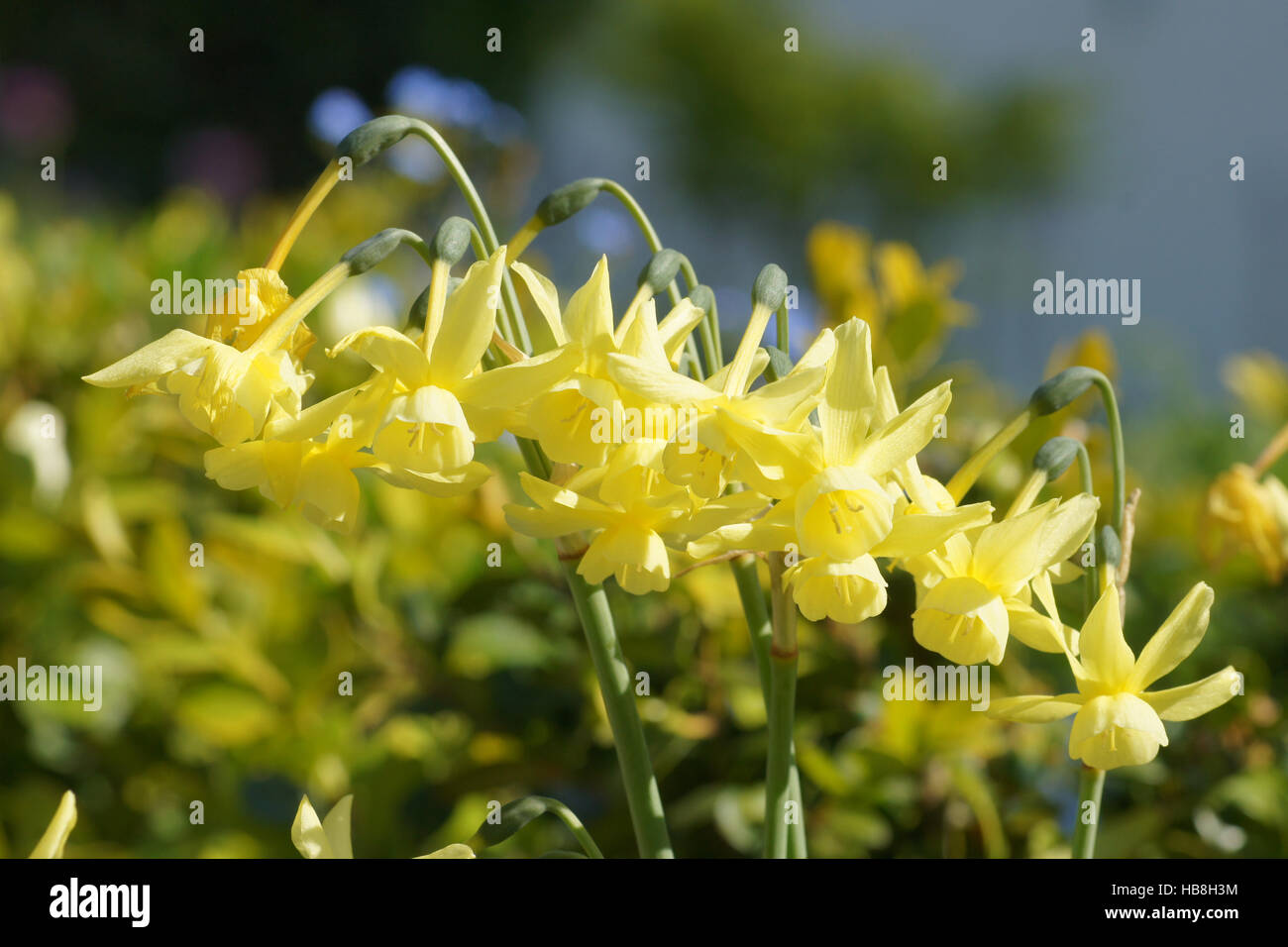 Narcissus jonquilla, Jonquille, Jonquil Stock Photo
