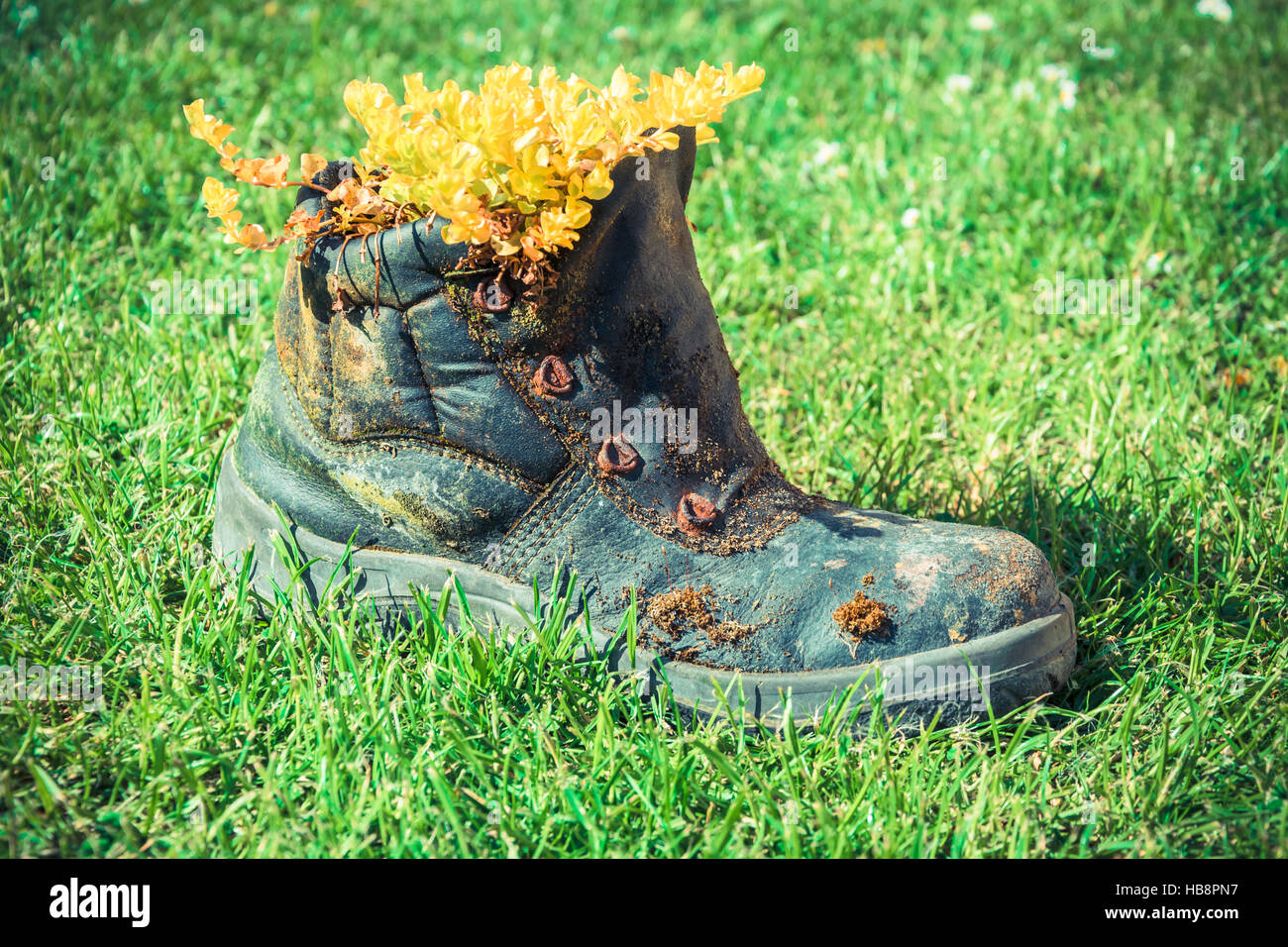 weathered shoe with plants Stock Photo