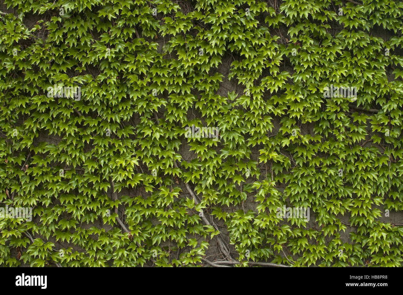Wall with green climbing plants Stock Photo Alamy