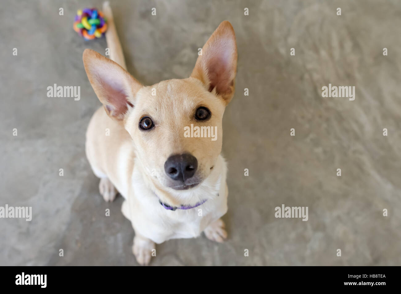 Dog toy is a cute puppy dog looking up wanting someone to play with him and his toy. Stock Photo