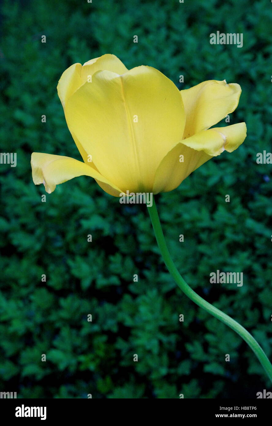 yellow tulip in its zenith Stock Photo