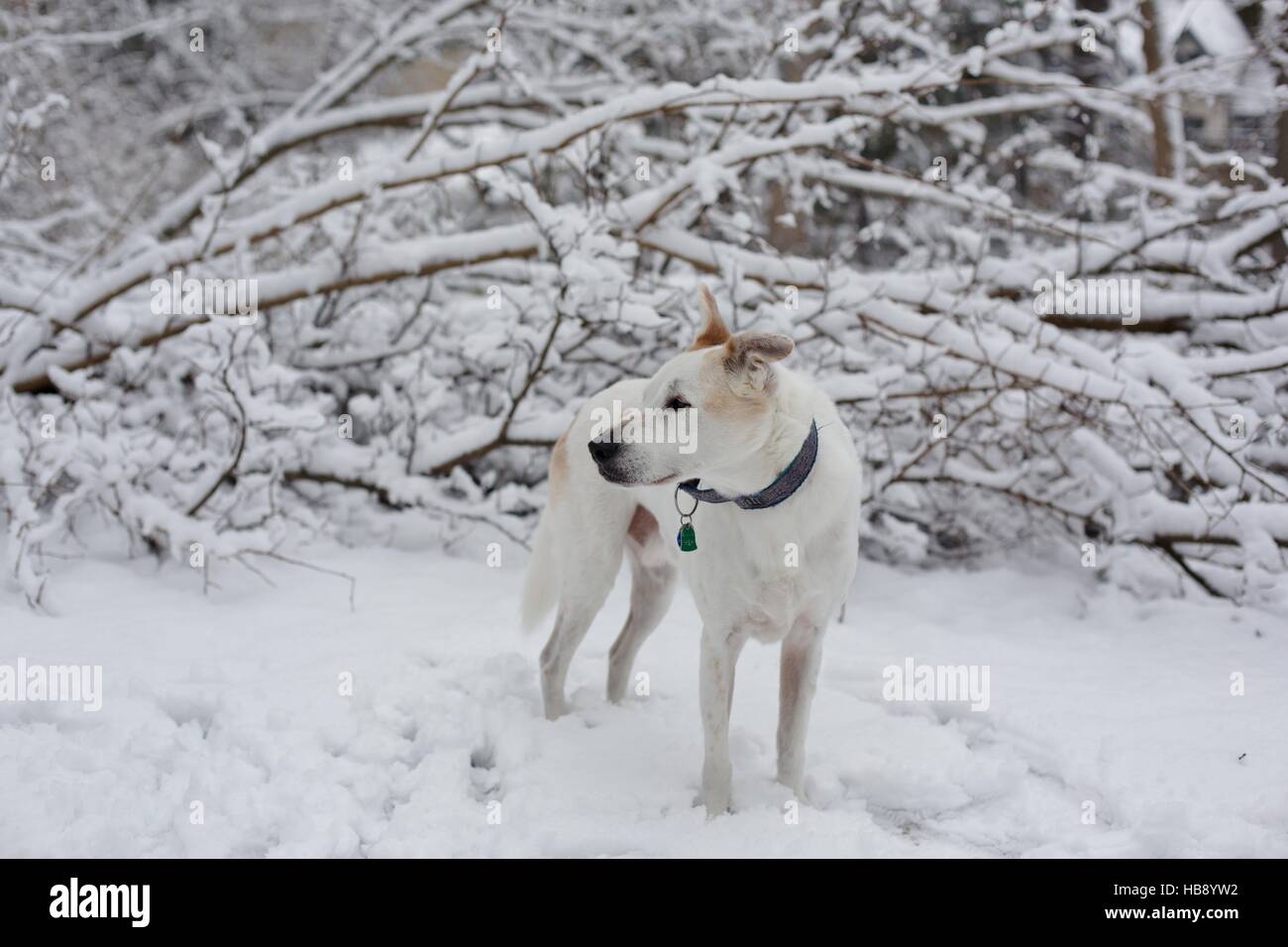 A dog standing in the snow. Stock Photo