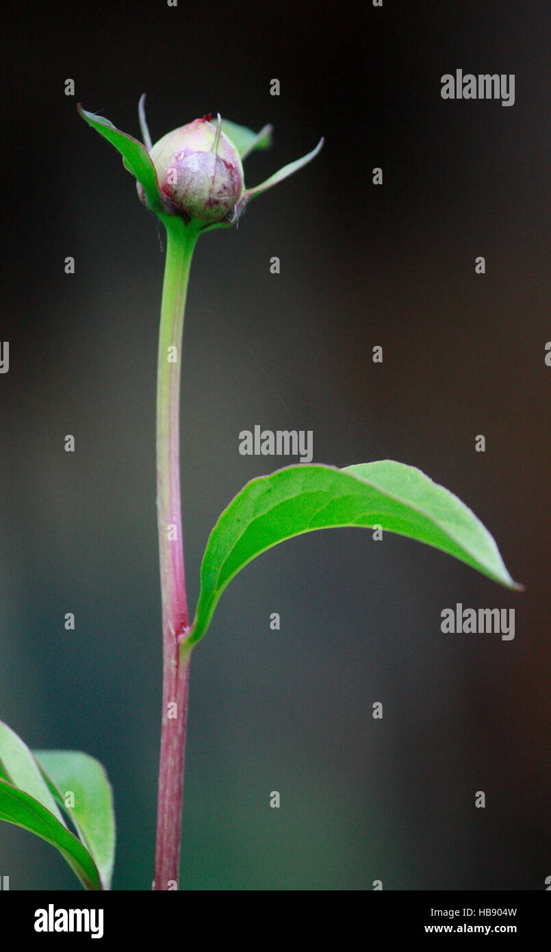 Peony bud on long stem with leaf Stock Photo